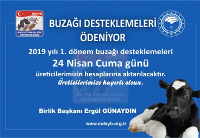 2019 1.DÖNEM BUZAĞI DESTEKLERİ ÖDENİYOR 