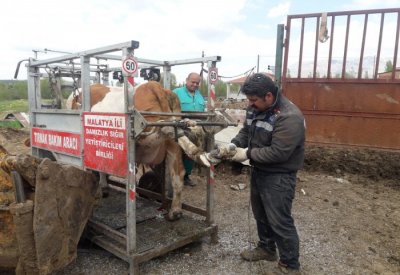 Uygulamalı Tırnak Kesim ve Bakım Hizmeti 